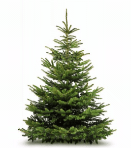 sapin Nordmann