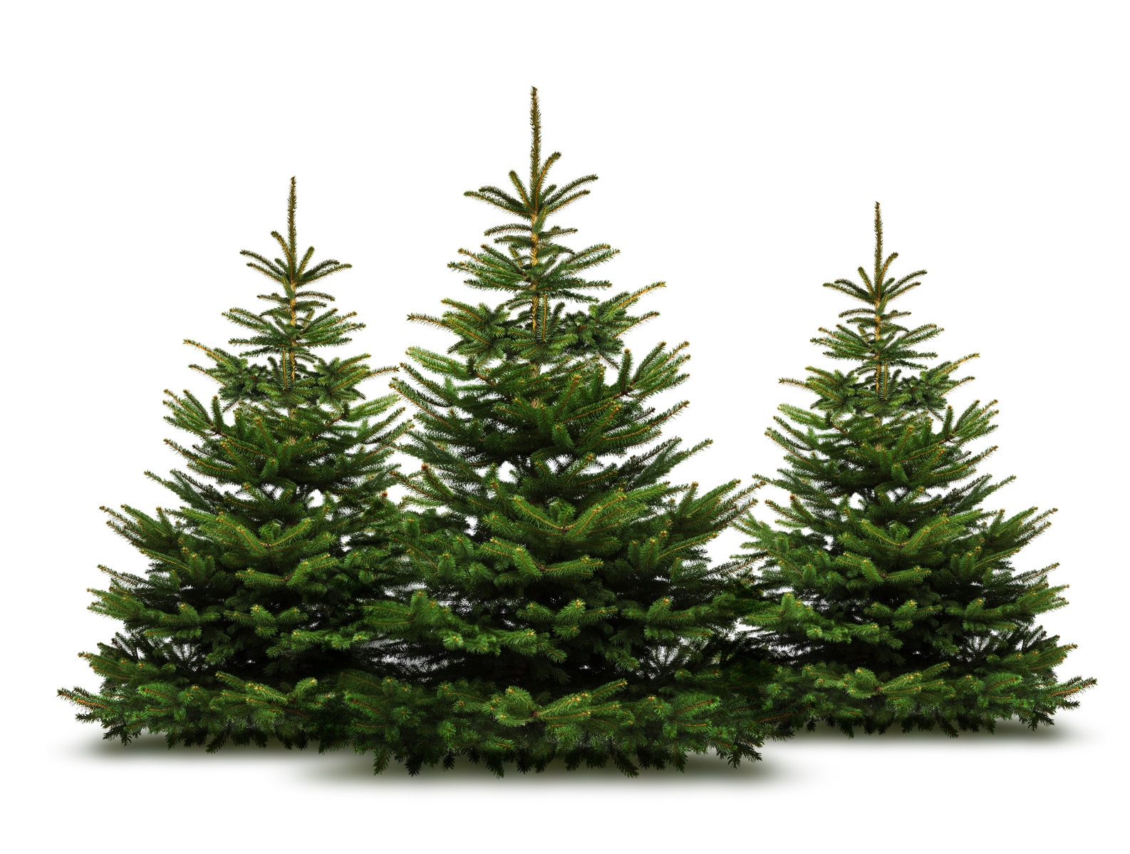 Sapin Chez Soi - Livraison de sapins de Noël à domicile en Belgique